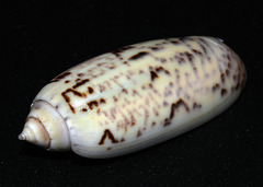 Oliva ornata