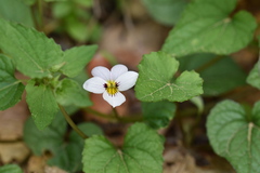 Viola ocellata
