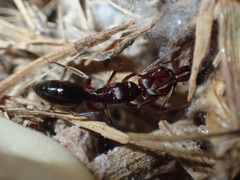 Odontomachus ruginodis