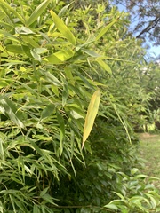 Phyllostachys nigra