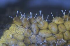 Polycephalomyces tomentosus