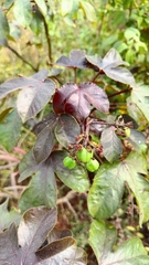 Jatropha