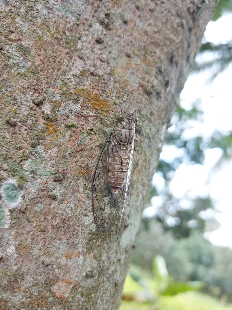 Philipurana crassinotata