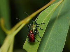 Aporocera