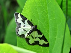 Lomaspilis marginata