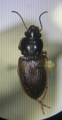 Anisodactylus sanctaecrucis