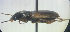 Anisodactylus sanctaecrucis