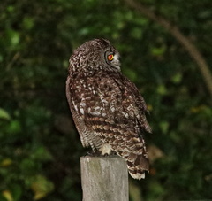 Bubo africanus