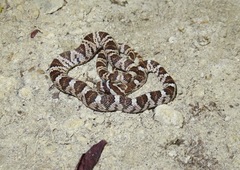 Trimorphodon lyrophanes