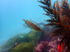 Heterostichus rostratus