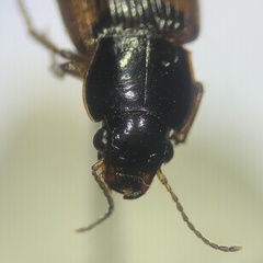 Anisodactylus sanctaecrucis