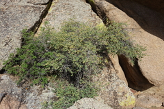 Lonicera microphylla