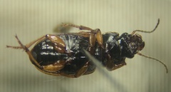 Anisodactylus sanctaecrucis