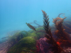 Heterostichus rostratus