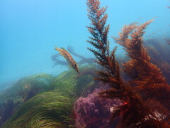 Heterostichus rostratus