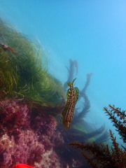 Heterostichus rostratus