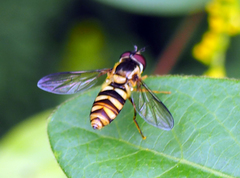 Epistrophella emarginata