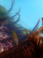 Heterostichus rostratus