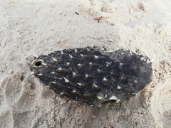 Chilomycterus mauretanicus