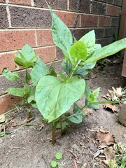 Nicotiana tabacum