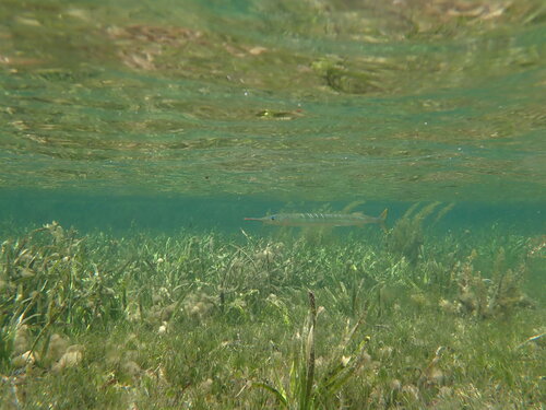 Dusky garfish (Hyporhamphus melanochir) — Hemiramphidae — 5