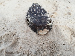 Chilomycterus mauretanicus