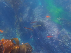 Halichoeres californicus