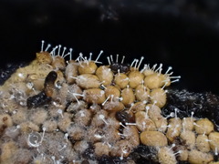 Polycephalomyces tomentosus