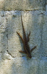 Sceloporus spinosus