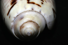 Oliva ornata