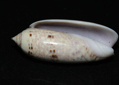 Oliva ornata