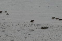 Anas rubripes × platyrhynchos