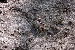 Goniopsis pulchra