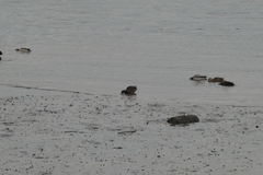 Anas rubripes × platyrhynchos