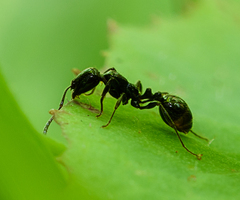 Chelaner antarcticus