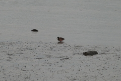 Anas rubripes × platyrhynchos