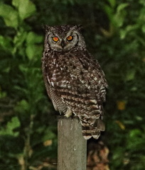 Bubo africanus