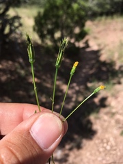 Bidens leptocephala