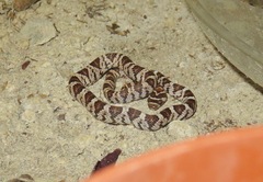 Trimorphodon lyrophanes