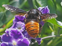Megachilini
