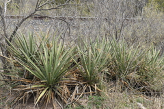 Yucca baccata