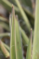 Yucca baccata