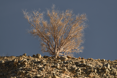 Psorothamnus spinosus