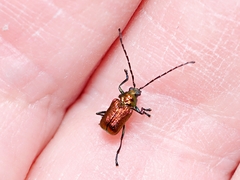 Aporocera