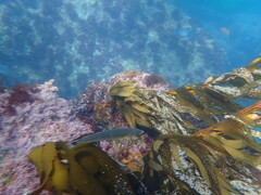 Halichoeres californicus