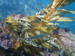 Halichoeres californicus