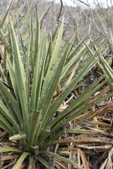 Yucca baccata