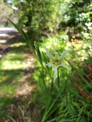 Gladiolus undulatus