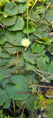 Nymphaea mexicana