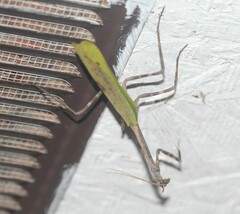 Pseudovates chlorophaea